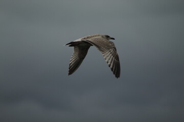 baby seagull flying