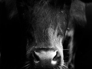Close up of the head of a black cow