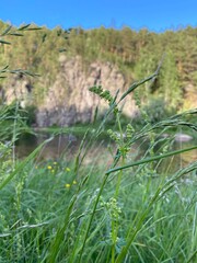 grass on the beach