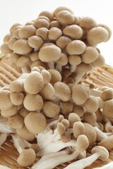 Japanese food ingredient, Shimeji mushroom with copy space