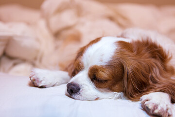 cavalier king charles spaniel