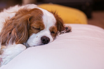 beagle puppy sleeping