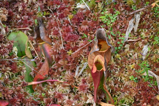 Pitcher Plants In A Northern Minnesota Bog