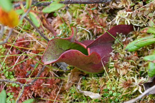 Pitcher Plants In A Northern Minnesota Bog