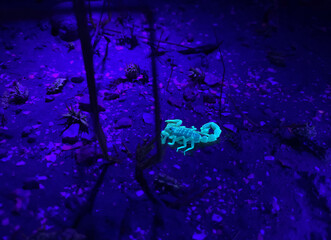 Shooting scorpions at night in ultraviolet light
