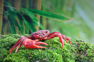 Waterfall crab or Red land crab (Phricotelphusa limula) in tropical rain forest of Phuket island Thailand