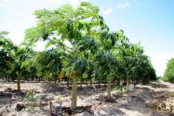 eunapolis, bahia / brazil - february 13, 2008: papaya plantation in the city of Eunapolis, in...