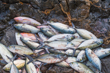 Fish catch on to rocky beach in Los Roques Venezuela, South America, ready to take to the fish market.