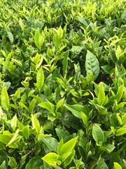 green leaves in the garden