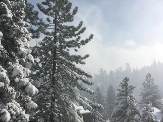 Obraz premium Scenic winter landscape with snow covered pine trees in the foreground and background, on a foggy day