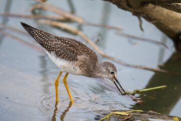 Greater Yellowlegs Shorebird Exploring Floating Log in a Marsh