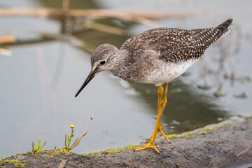 Greater Yellowlegs Shorebird Pauses to Admire a Bog Flower on a Marsh Log