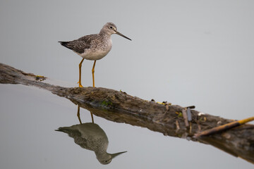 Greater Yellowlegs Shorebird Exploring Floating Log in a Marsh