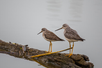 Pair of Greater Yellowlegs Shorebirds Exploring Floating Log in a Marsh