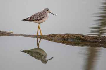 Greater Yellowlegs Shorebird Exploring Floating Log in a Marsh