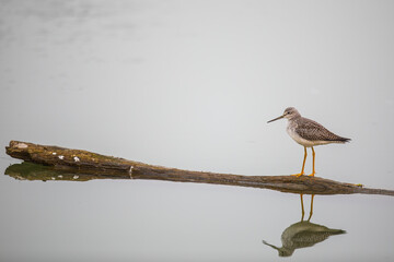 Greater Yellowlegs Shorebird Exploring Floating Log in a Marsh
