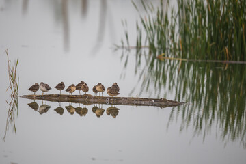 Mixed Shorebirds Resting on a Floating Log in a Marsh