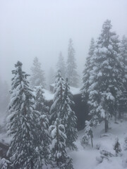 Moody winter landscape with snow covered pine trees on a grey and foggy day