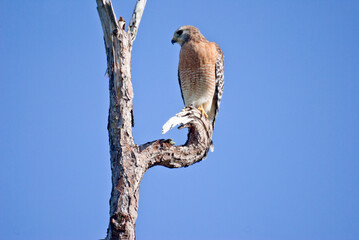 Red Shoulder Hawk Perched High in a Tree