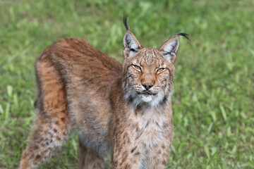 Fototapeta premium Boreal Lynx in the Nature Park of Cabárceno, Spain