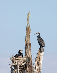 An Indian Cormorant pair stay close to their nest to protect their eggs. 