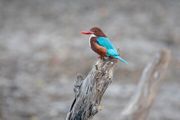 A Halcyon kingfisher perched on a branch.