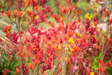 flowers blossoming in garden