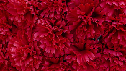 Beautiful red flowers, background close up
