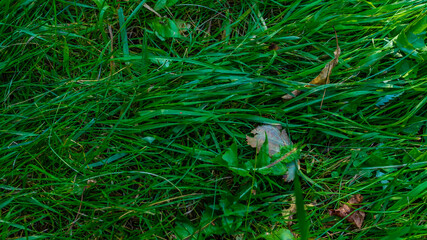 Obraz premium background of green grass close up