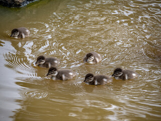 Wood Duck Chicks