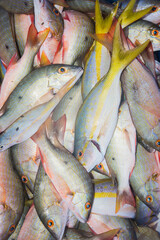 Catch of the day. Many Yellow tail Snapper scad fish drying under the sun at the local street food market at beach. Food Background