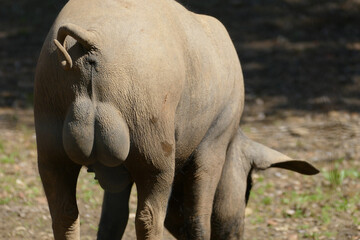 Testicles of a Large Grey Pig in Aracena