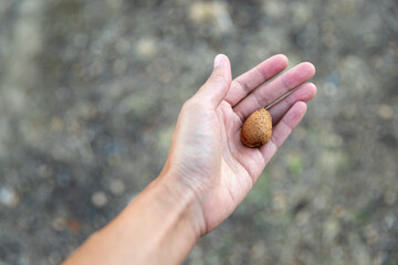 Harvesting almonds, woman hand holding a mature almond with seed coat 