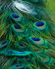 Obraz premium peacock feather closeup