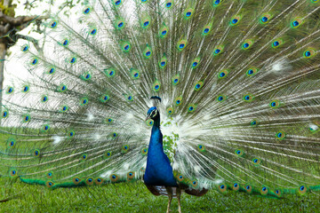 Naklejka premium peacock with feathers out