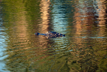 Alligator Swimming in Florida Lake at Sunset