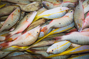 Fresh Fishes just taken from the water to Fish Market. Sea Food backgrounds