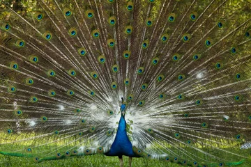 Fotobehang peacock with feathers © Tmiris