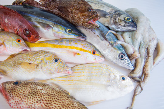 Food: group of healthy fresh raw seafood shot from above on white background. Iincludes fish Yellow tail Snapper, Great Barracuda, lobster, octopus, Grouper, Mackerel