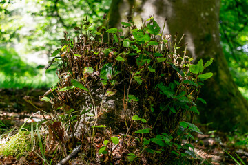 New branches growing up from cut short tree trunk. Nature finds way to regrow the tree with low survival chances.