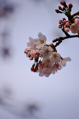 今年の春も桜の便りから