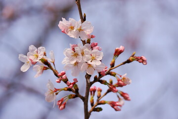 桜が咲く日本の風景