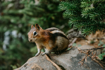 Close up/detailed view of cute chipmunk in Canadian Rockies. Green forest background.