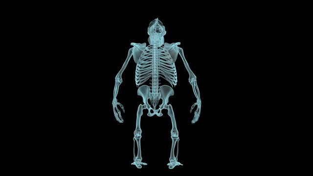 Gorilla Skeleton in Xray, Holographic Turntable 4K
