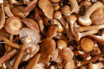 Many fresh forest cut honey mushrooms background