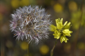 Dandelion and an everlasting flower