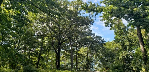Obraz premium Sunny view of green tree tops with blue sky and thin wisps of clouds peaking through the gaps in the canopy. Taken outside the Thain Family Forest in the New York Botanical Garden.