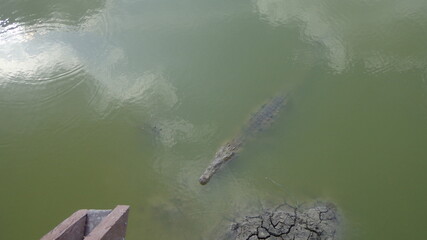 CROCODILE ON ISLA SANTAY, GUAYAQUIL, ECUADOR