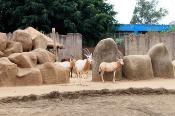 flock of african antelopes