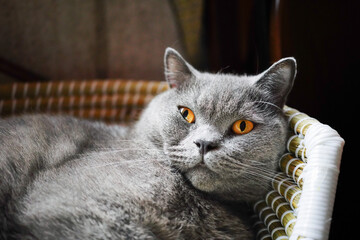 太々しい顔のグレー色の飼い猫